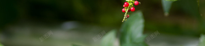 自然花草花草植物花朵清新花朵自然清新壁纸盆景花卉植jpg设计背景_新图网 https://ixintu.com 自然 花草 花朵 清新 植物 壁纸 盆景 花卉