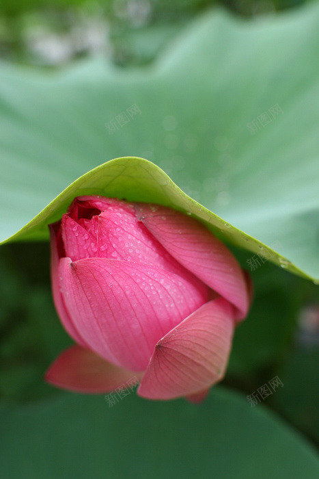 瓣花叶子植物绿色植物水滴草地绿色草壁纸植物植物壁纸jpg设计背景_新图网 https://ixintu.com 植物 壁纸 瓣花 叶子 绿色植物 水滴 草地 绿色