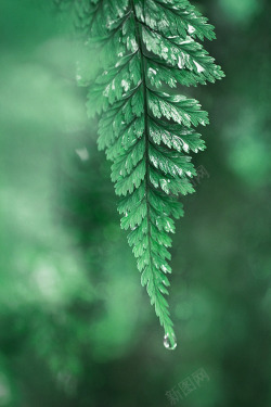 绿色植物壁纸瓣花叶子植物绿色植物水滴草地绿色草壁纸植物植物壁纸高清图片