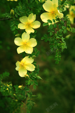 绿色植物壁纸瓣花叶子植物绿色植物水滴草地绿色草壁纸植物植物壁纸高清图片