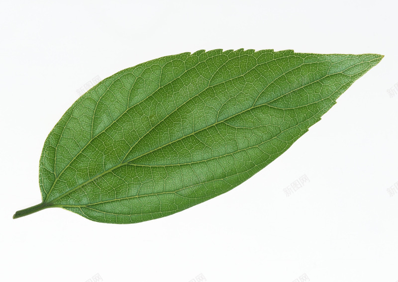 树叶植物植物花纹复古卡通花朵线条图形花边图标节日潮jpg设计背景_新图网 https://ixintu.com 植物 树叶 花纹 复古 卡通 花朵 线条 图形 花边 图标 节日