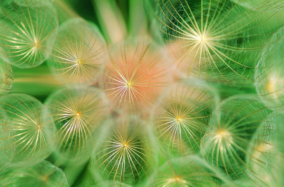 植物花纹复古卡通花朵线条图形花边图标节日潮流高清绿背景