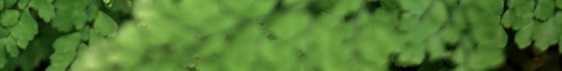 树叶植物植物花纹复古卡通花朵线条图形花边图标节日潮jpg设计背景_新图网 https://ixintu.com 植物 树叶 花纹 复古 卡通 花朵 线条 图形 花边 图标 节日