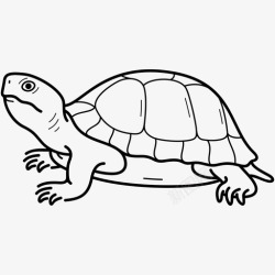 诺伊彩绘乌龟伊利诺伊州爬行动物高清图片