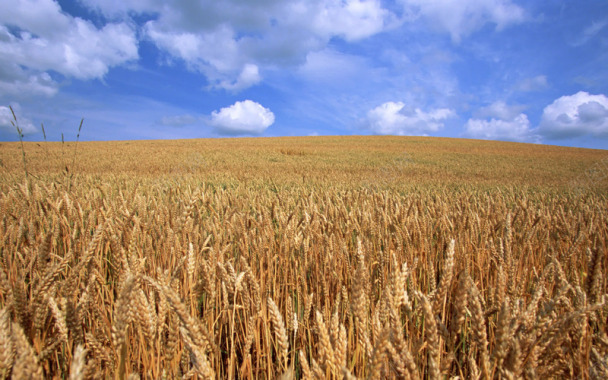 自然风光成熟麦穗高清图摄影图片