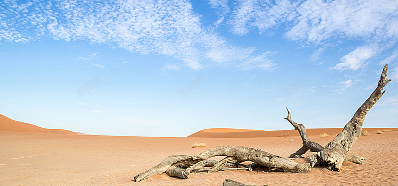 沙漠树木自然男装女装海报banner摄影风景图库6背景