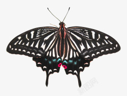 蝴蝶孤立的蝴蝶甲虫昆虫剪切路径移除图像透明透明孤立素材