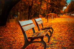 米洛公园里的长木凳满地的红枫叶枫叶路米洛唯美高清大图b高清图片
