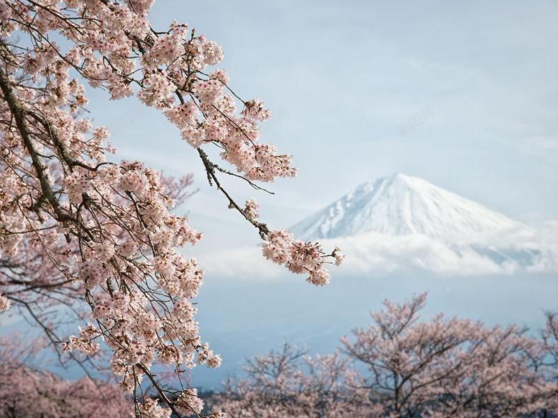 樱花春天jpg设计背景_新图网 https://ixintu.com 富士山 脚步 樱花 住在 北侧 南侧 春天