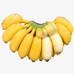 10斤现摘小米蕉当季新鲜水果10斤整箱自然熟banana高清图片
