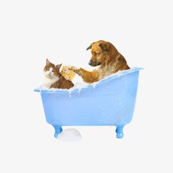 可爱的狗狗和猫咪洗澡到处搜罗的素材