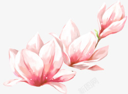 春天手绘粉色玉兰花素材