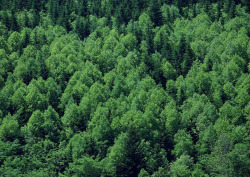 林区森林林区大树树群草木绿叶叶子绿色植物翠绿树木树林森高清图片
