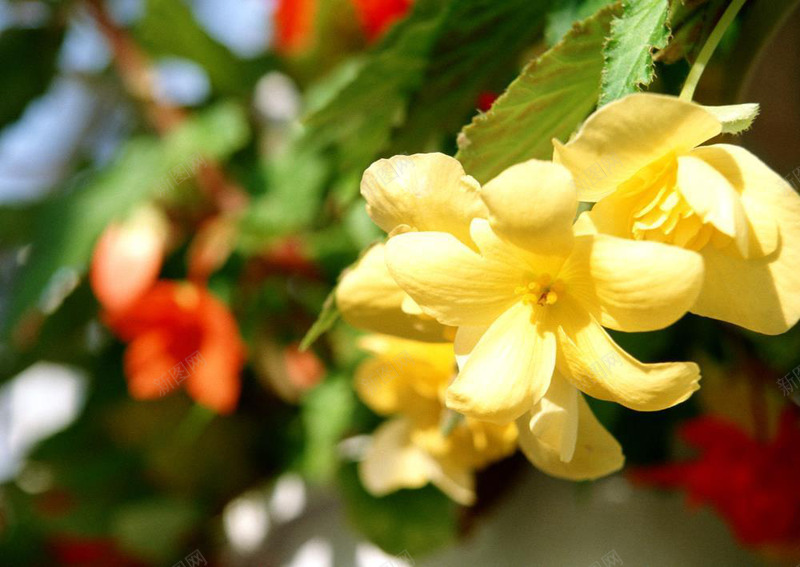 鲜花花朵花苞大自然丁香花森林树木花草自然植物类科学jpg_新图网 https://ixintu.com 鲜花 花朵 花苞 大自然 丁香花 森林 树木 花草 自然 植物类 科学