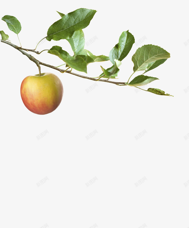 苹果树树叶美丽的常用png免抠素材_新图网 https://ixintu.com 苹果树 树叶 美丽 常用