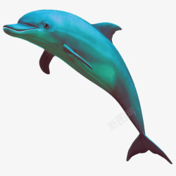 蓝色动物可爱海豚素材