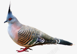 鸽子鸟自然野生动物鸟类学素材