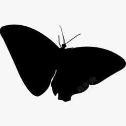 各类动物昆虫黑白剪影AI矢量图案图标合集643素材