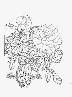 免扣白描工笔画花卉牡丹篇素材