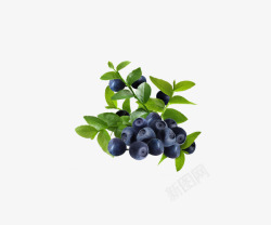 蓝莓2素材