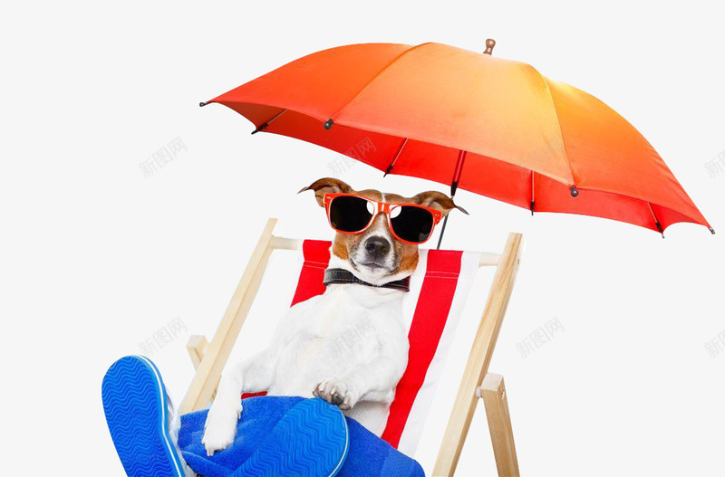 躺在沙滩椅上的狗png免抠素材_新图网 https://ixintu.com 躺在 沙滩 沙滩椅 椅上