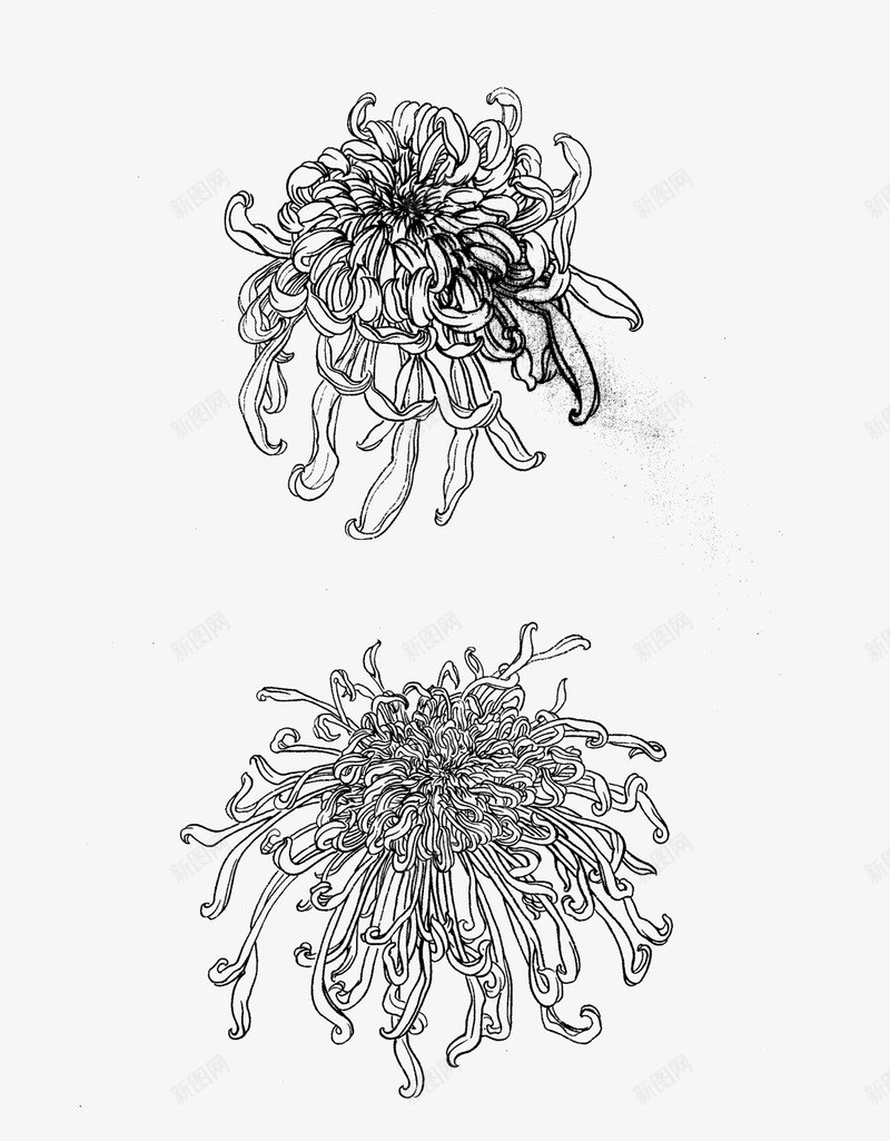 免扣白描工笔画花卉菊花篇png免抠素材_新图网 https://ixintu.com 免扣 白描 工笔画 花卉 菊花