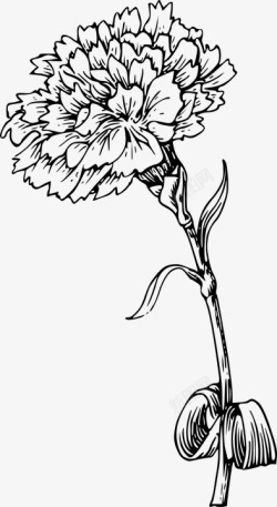 从开花植物的花中采康乃馨鲜花干植物叶子黑色和白色花的花开花母亲节高清图片