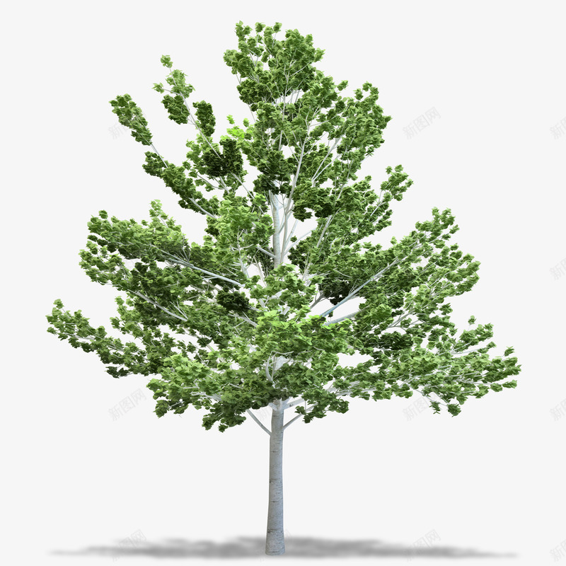 植物草绿叶大树叶子绿色植物盆栽QQ群6168691png免抠素材_新图网 https://ixintu.com 植物 草绿 绿叶 大树 叶子 绿色植物 盆栽