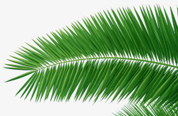 椰子树树叶素材