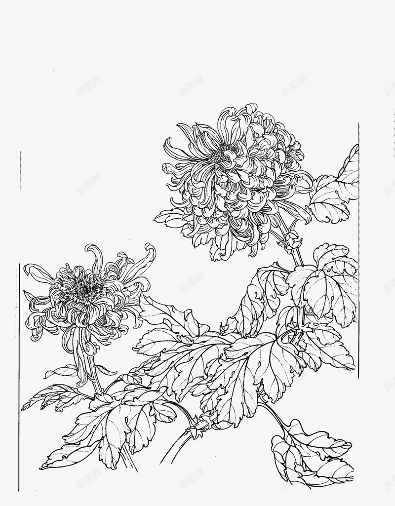 免扣白描工笔画花卉菊花篇png免抠素材_新图网 https://ixintu.com 免扣 白描 工笔画 花卉 菊花