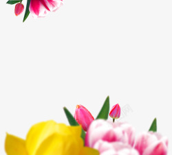 郁金香温馨浪漫花朵透明底色色彩活动页面素材