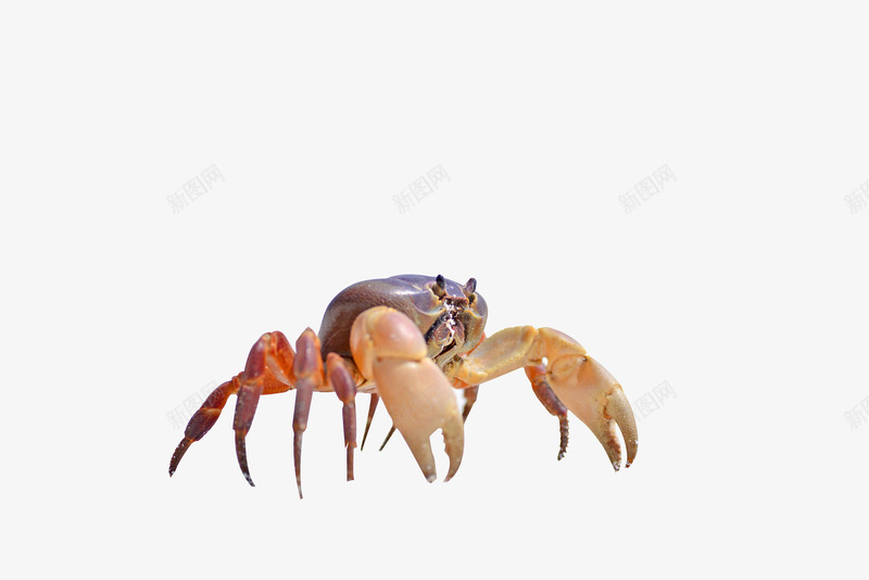 螃蟹透明图层沙滩海边png免抠素材_新图网 https://ixintu.com 螃蟹 透明图 沙滩 海边