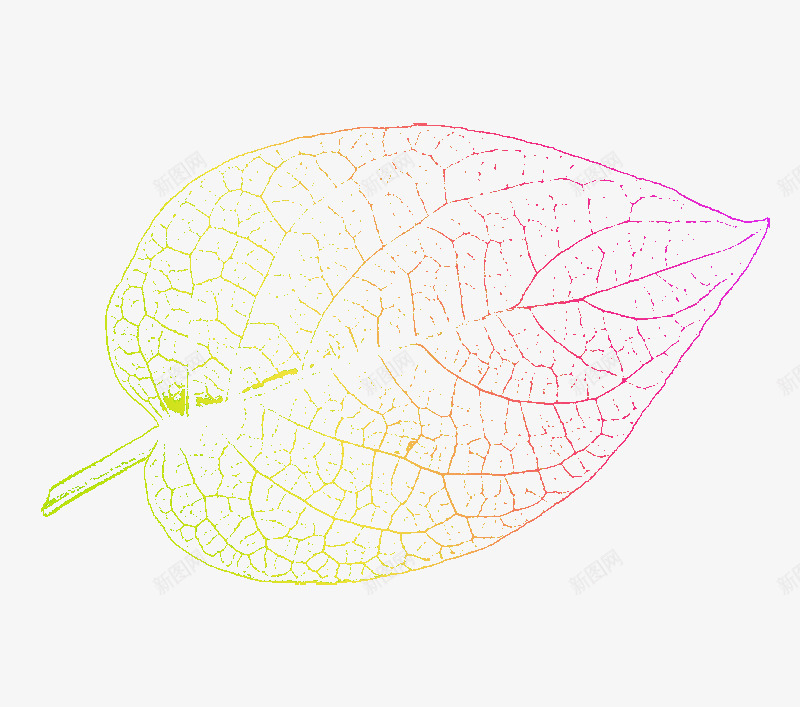 多彩树叶脉络png免抠素材_新图网 https://ixintu.com 多彩 树叶 脉络 脉络图