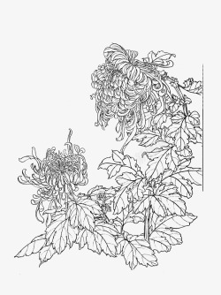 免扣白描工笔画花卉菊花篇素材