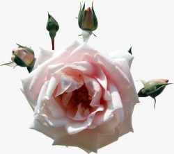 欧式复古巴黎浪漫玫瑰花朵装饰图案影楼56素材