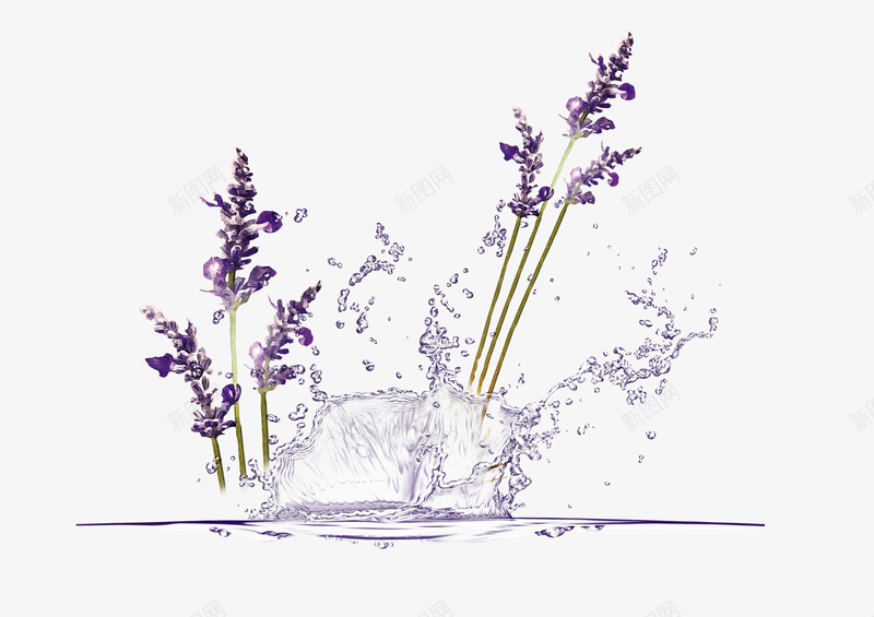 薰衣草3png免抠素材_新图网 https://ixintu.com 薰衣草