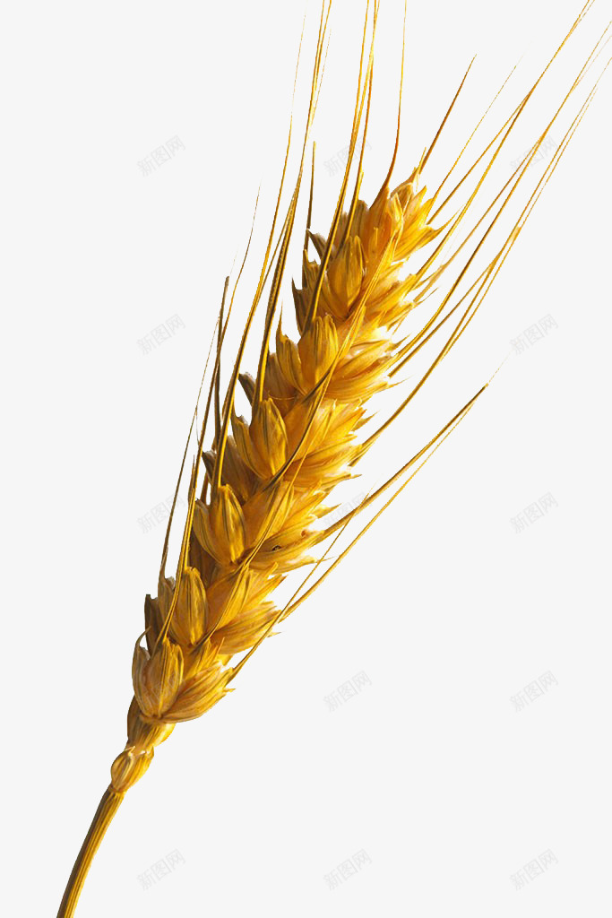 小麦2png免抠素材_新图网 https://ixintu.com 小麦