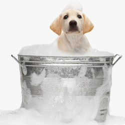 狗狗在洗澡素材