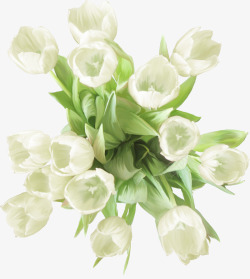 康乃馨白花朵素材