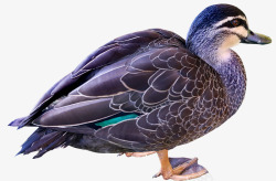 鸭鸟家禽羽毛剪出孤立野生动物自然素材