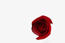 红色玫瑰花2素材