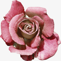 欧式复古巴黎浪漫玫瑰花朵装饰图案影楼45素材
