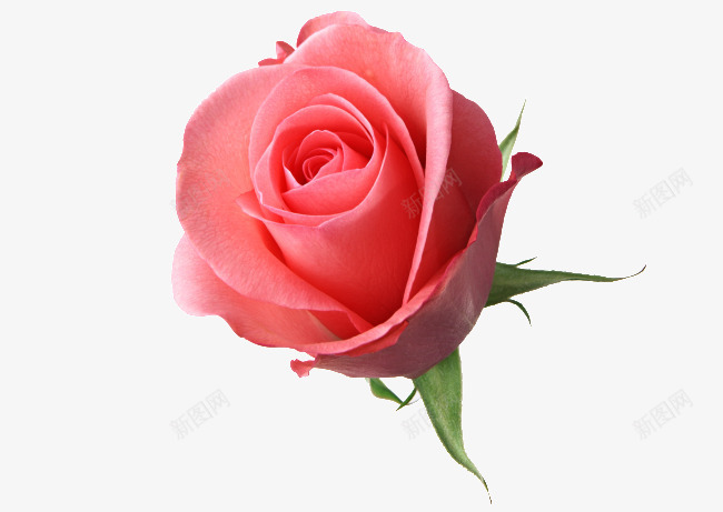 一朵鲜艳的玫瑰花透明png免抠素材_新图网 https://ixintu.com 一朵 鲜艳 玫瑰花 透明