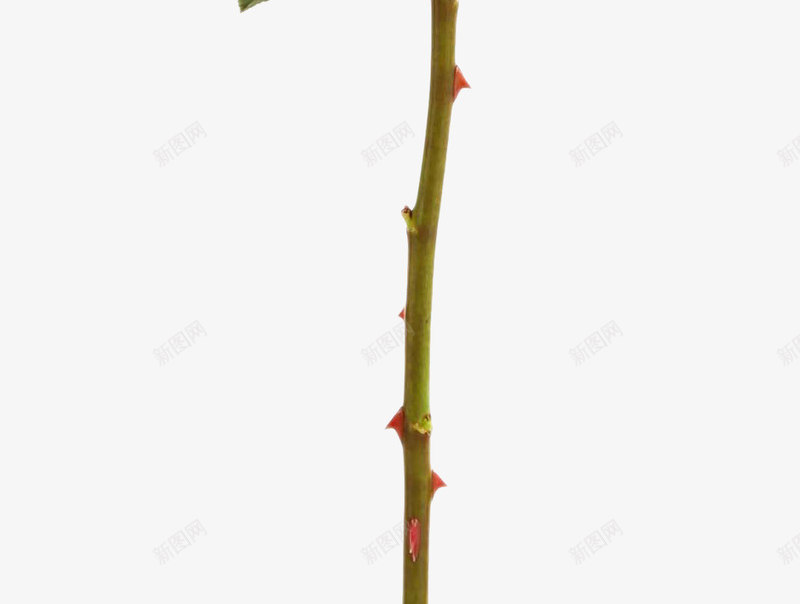 单只玫瑰花png免抠素材_新图网 https://ixintu.com 单只 玫瑰花