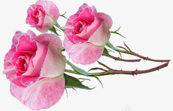 鲜花粉红色玫瑰芽梗香剪出孤立花园自然素材