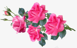鲜花粉红色玫瑰花束安排剪出孤立花园自然素材