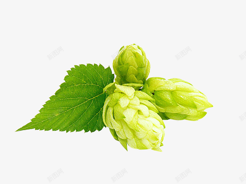 啤酒花png免抠素材_新图网 https://ixintu.com 啤酒花
