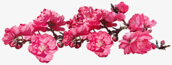 鲜花粉红色开花桃树枝杈剪出孤立花园自然素材