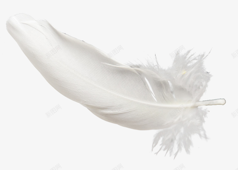 动物白色羽毛飘落照片装饰特效png免抠素材_新图网 https://ixintu.com 动物 白色  羽毛 飘落  照片 装饰 特效