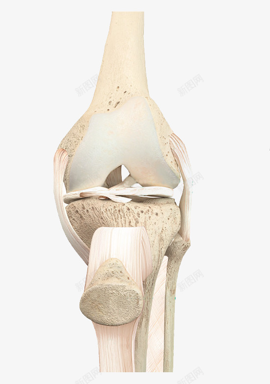 膝盖骨人体骨骼透明图png免抠素材_新图网 https://ixintu.com 膝盖骨 人体 骨骼 透明图